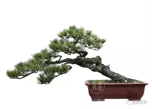 黑松為何廣受青睞?