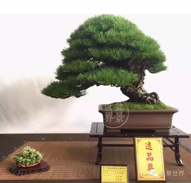 黑松為何廣受青睞?