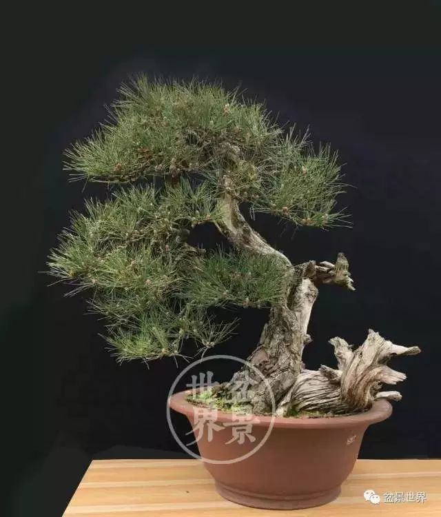 黑松為何廣受青睞?