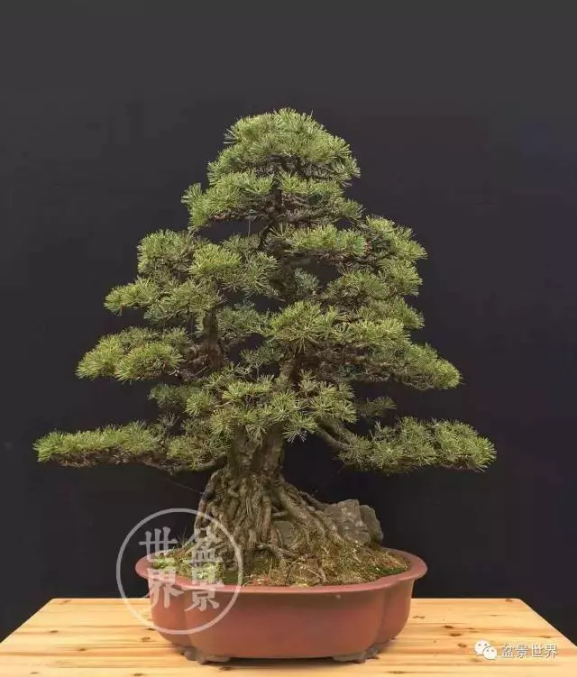 黑松為何廣受青睞?