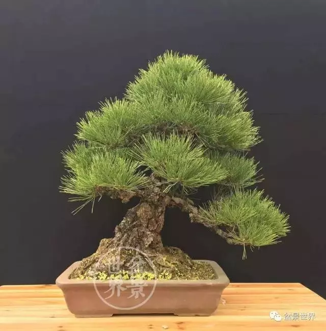 黑松為何廣受青睞?