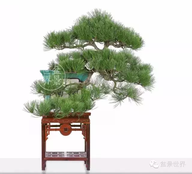 黑松為何廣受青睞?