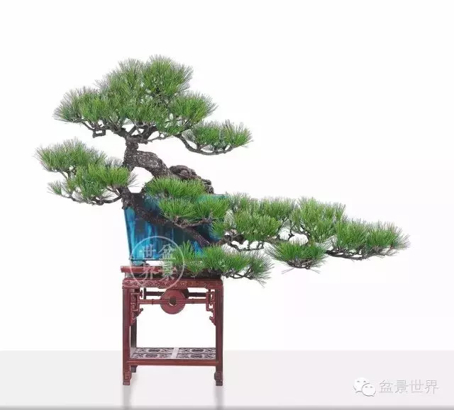 黑松為何廣受青睞?