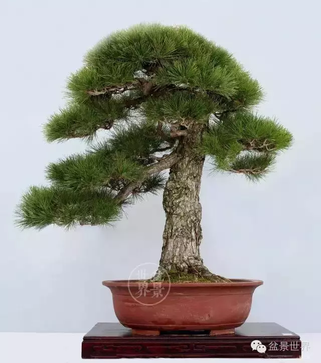 黑松為何廣受青睞?