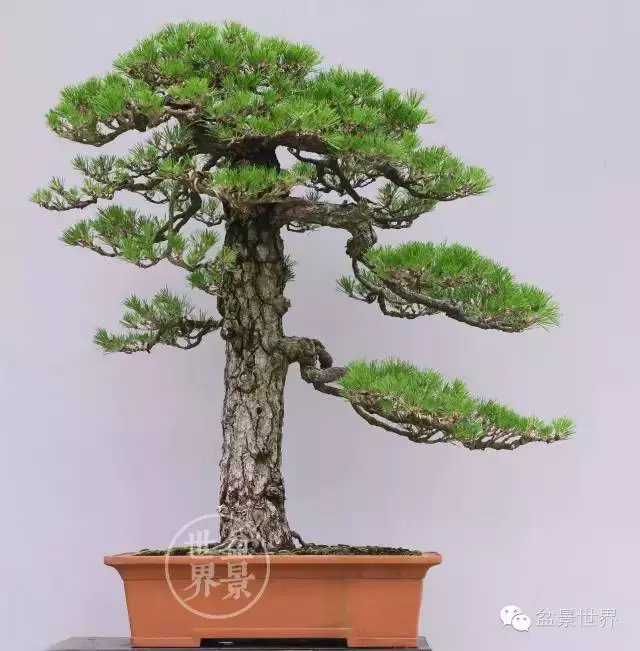 黑松為何廣受青睞?