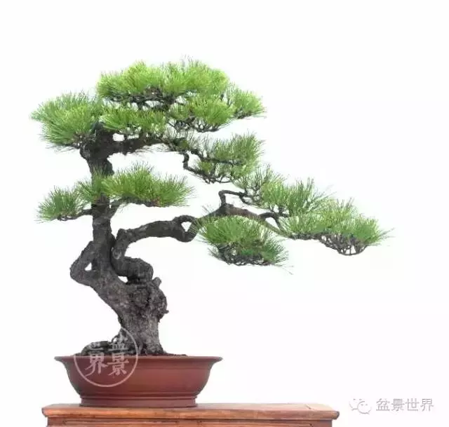 黑松為何廣受青睞?