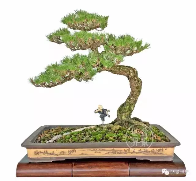 黑松為何廣受青睞?