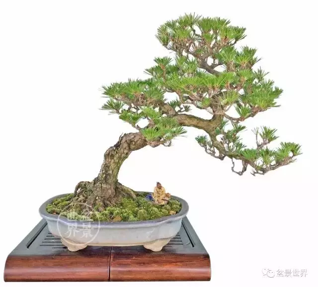 黑松為何廣受青睞?