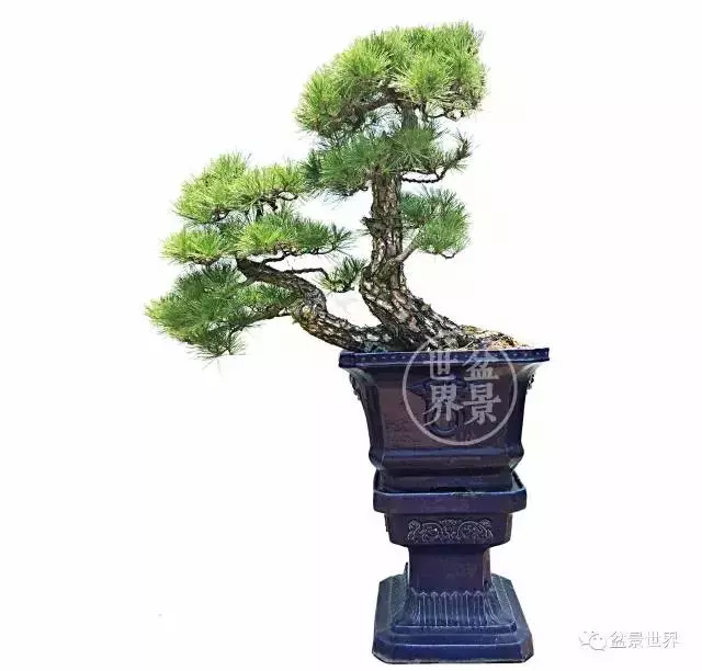 黑松為何廣受青睞?