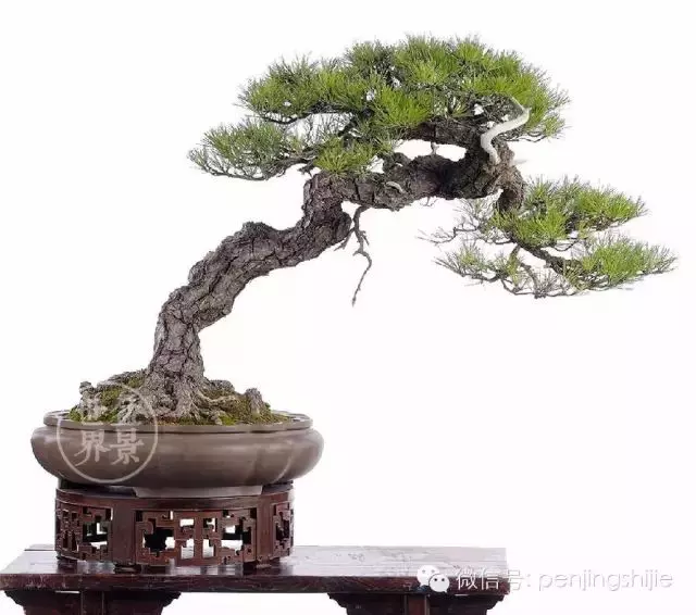 黑松為何廣受青睞?