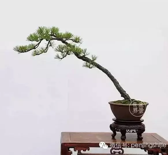 黑松為何廣受青睞?