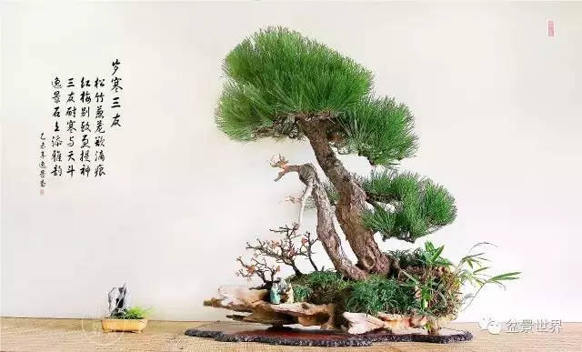 黑松為何廣受青睞?