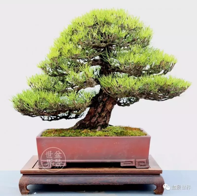 黑松為何廣受青睞?