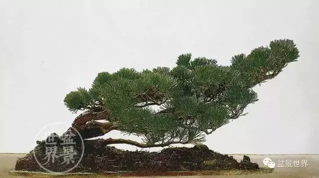 黑松為何廣受青睞?