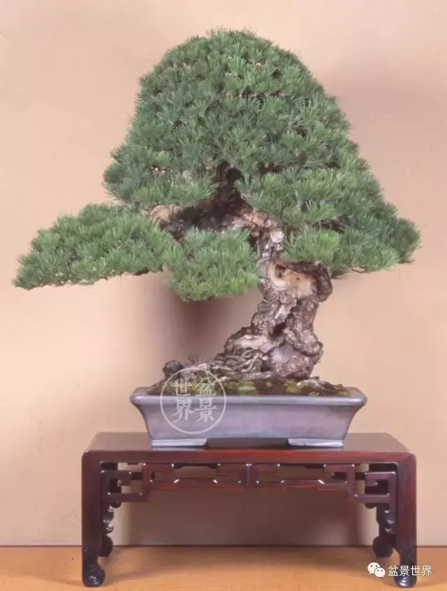 黑松為何廣受青睞?