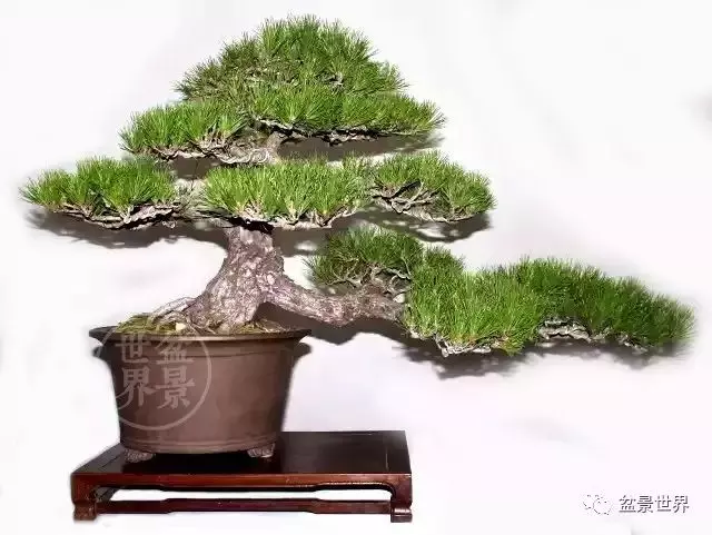 黑松為何廣受青睞?
