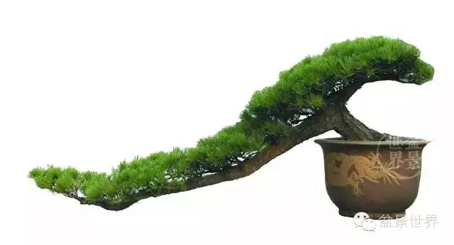 黑松為何廣受青睞?