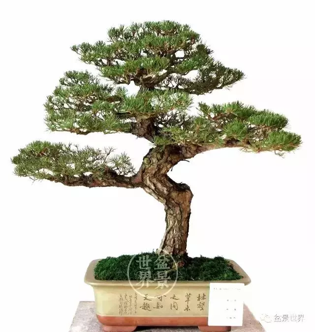 黑松為何廣受青睞?