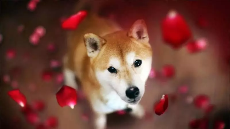 狗狗多久才會忘記主人?你一定想不到!沒有誰能比一隻狗狗更加忠誠於你!