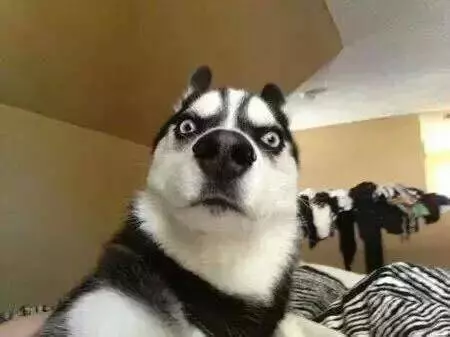 狗狗多久才會忘記主人?你一定想不到!沒有誰能比一隻狗狗更加忠誠於你!