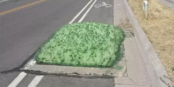 汽車司機在公路上發現「綠色海綿」,上前查看後竟發現海綿的體積還在不斷的擴大,嚇得他立即叫來警察!