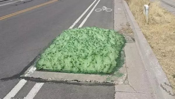 汽車司機在公路上發現「綠色海綿」,上前查看後竟發現海綿的體積還在不斷的擴大,嚇得他立即叫來警察!