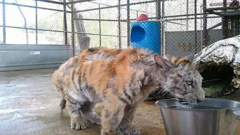 逛木柵動物園驚見「工讀生」偷懶 網笑噴淚:一定要檢舉