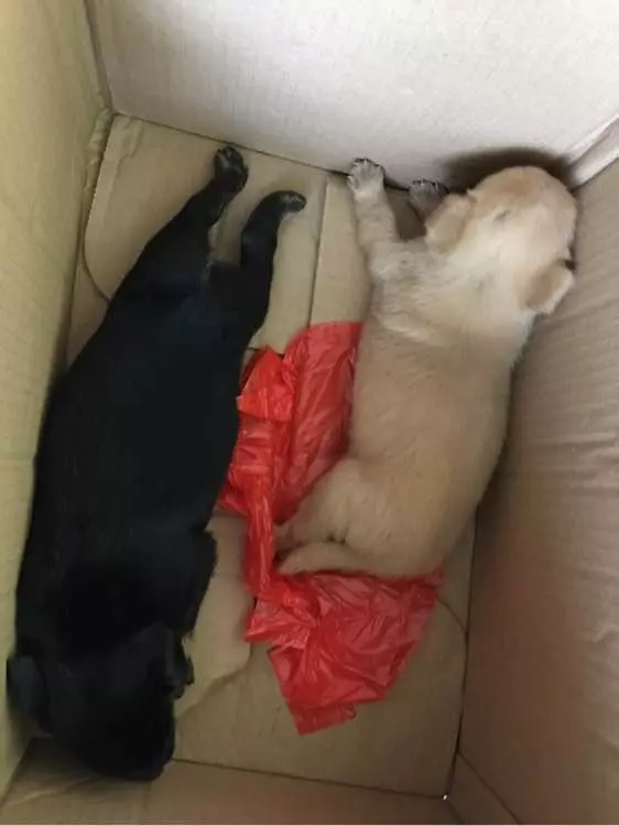 小奶狗被扔在公交站,狗狗站都站不穩,女孩抱起後心涼了大半截