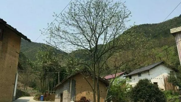 鄉下母親進城看當大官兒子,兒媳出門買菜,老人卻無意看到兒遺像