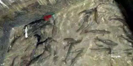 女子到「古墓」釣魚,沒想到她接下來看到的「這一幕」,讓她二話不說拔腿就跑…