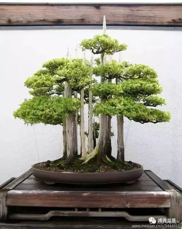 三十三盆盆景 三十三種震撼