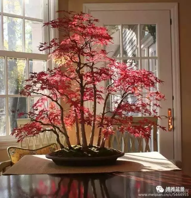 三十三盆盆景 三十三種震撼