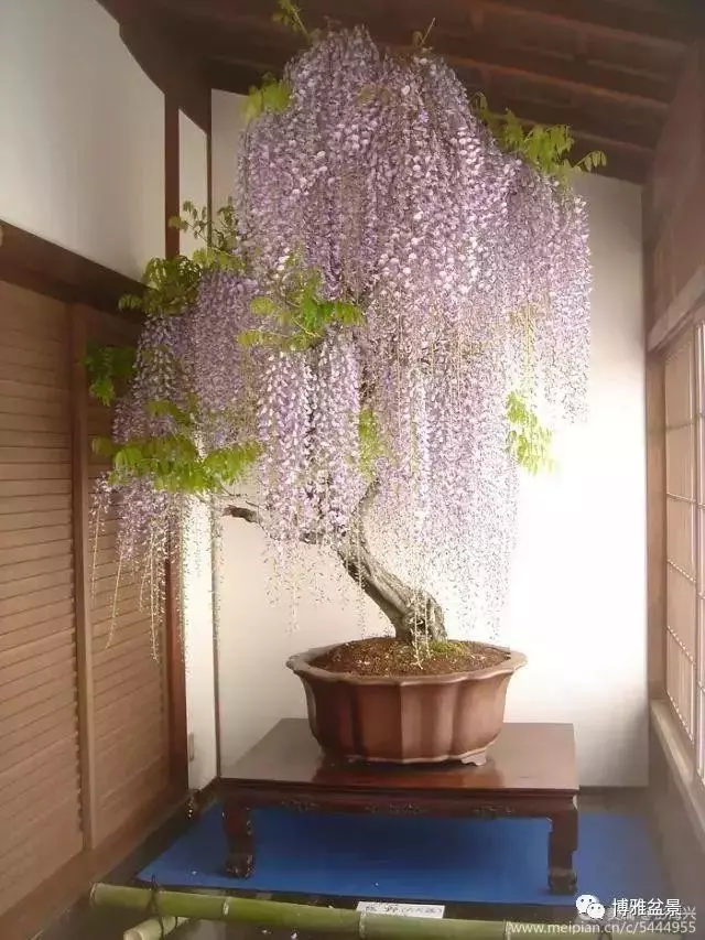 三十三盆盆景 三十三種震撼