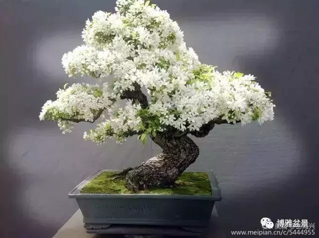 三十三盆盆景 三十三種震撼