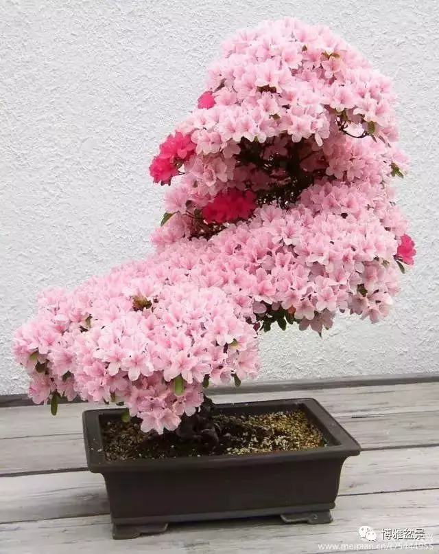 三十三盆盆景 三十三種震撼