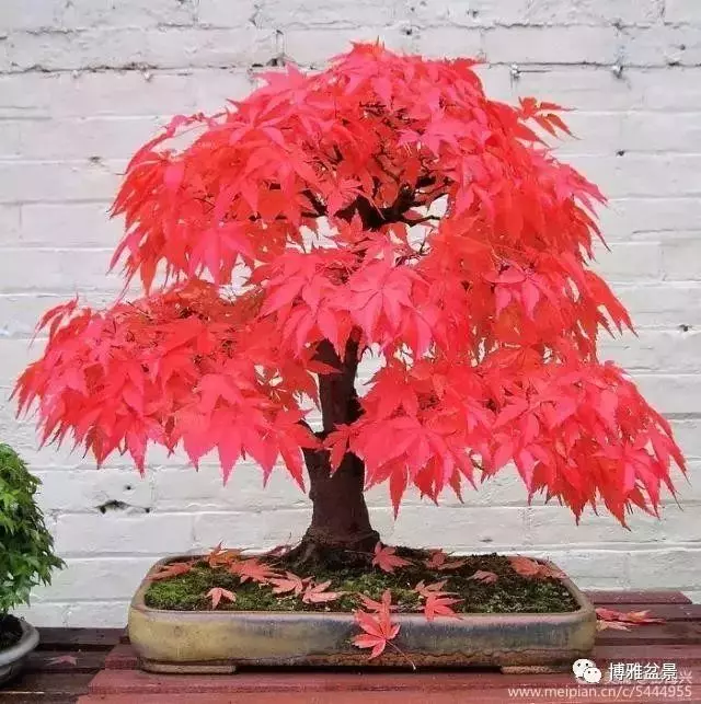 三十三盆盆景 三十三種震撼