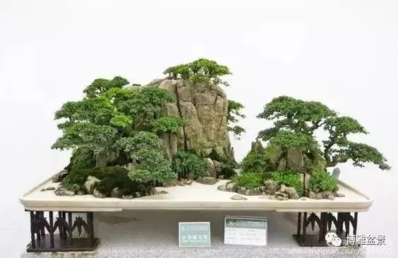 三十三盆盆景 三十三種震撼