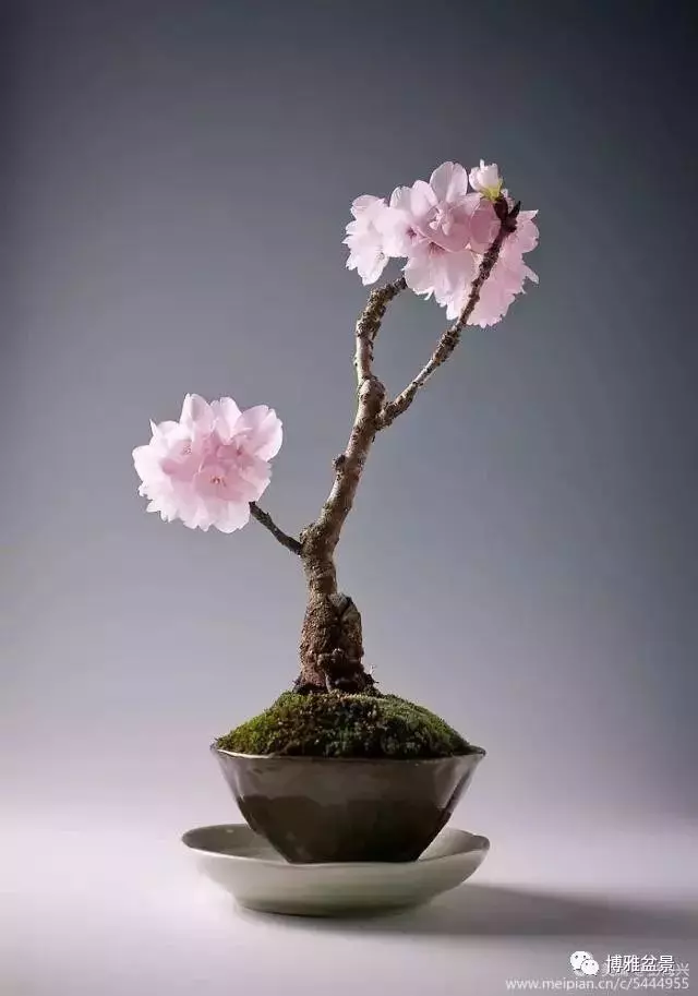 三十三盆盆景 三十三種震撼