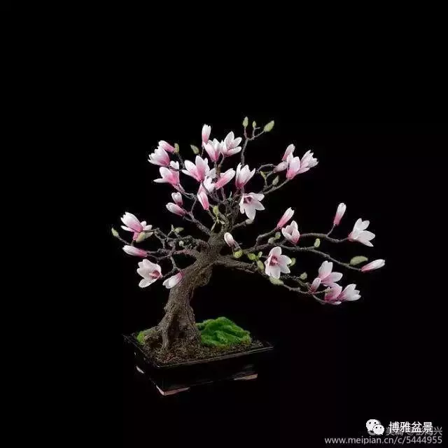 三十三盆盆景 三十三種震撼