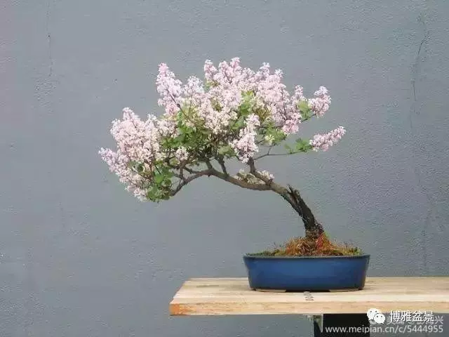 三十三盆盆景 三十三種震撼