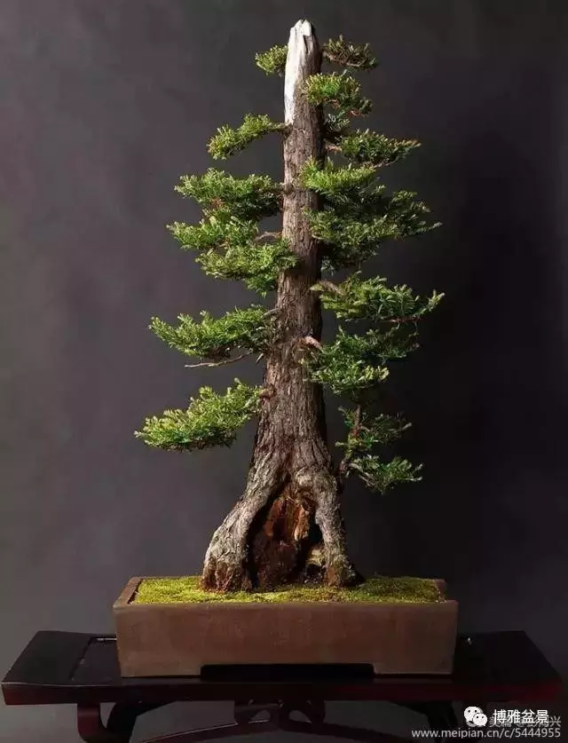 三十三盆盆景 三十三種震撼