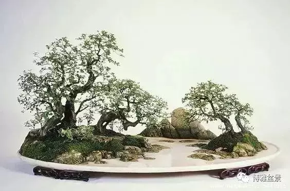 三十三盆盆景 三十三種震撼