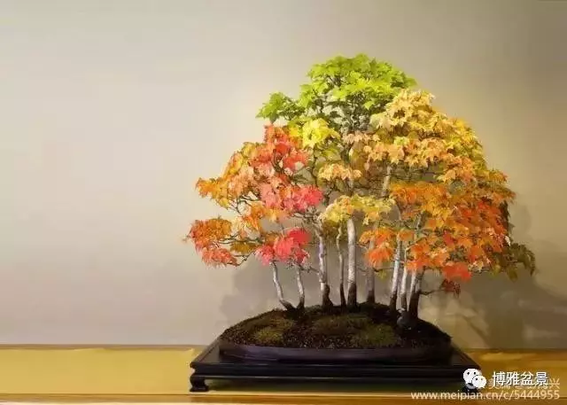 三十三盆盆景 三十三種震撼