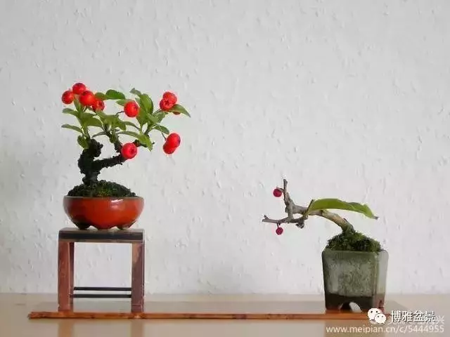 三十三盆盆景 三十三種震撼