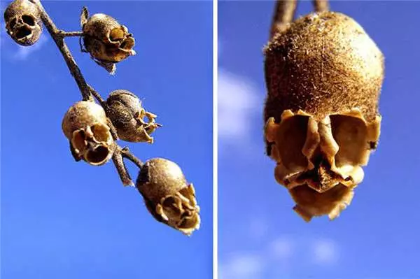 阿姑親一下! 17種「讓人傻眼以為來自外星」的花