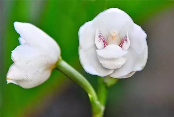 阿姑親一下! 17種「讓人傻眼以為來自外星」的花
