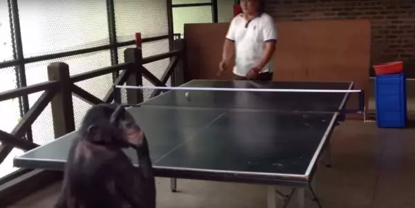 小黑猩猩重逢飼育員爸爸 開心得又叫又跳還討抱