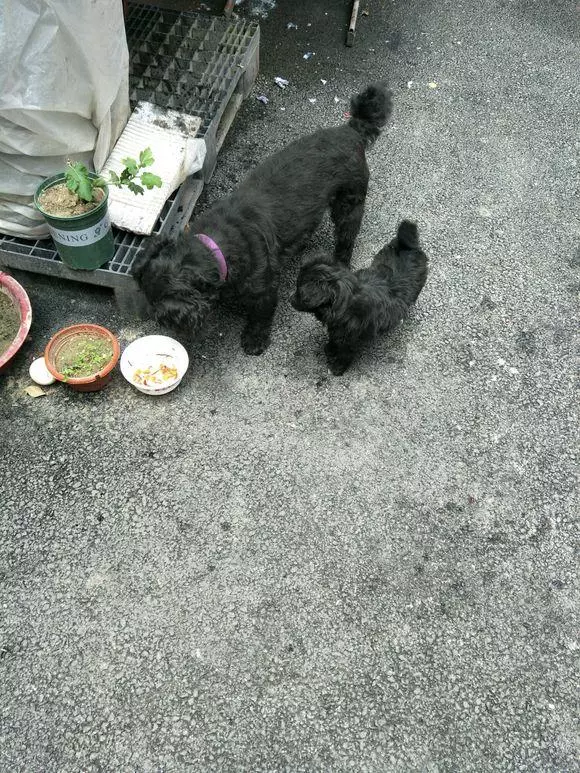 小奶狗在路邊餓的直發抖,第二天狗媽媽找上了門
