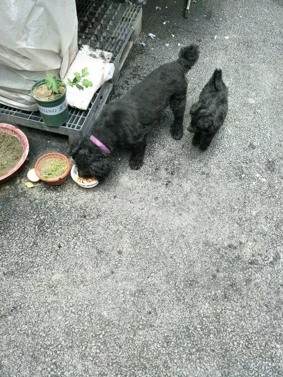 小奶狗在路邊餓的直發抖,第二天狗媽媽找上了門