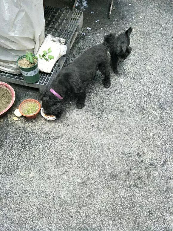 小奶狗在路邊餓的直發抖,第二天狗媽媽找上了門